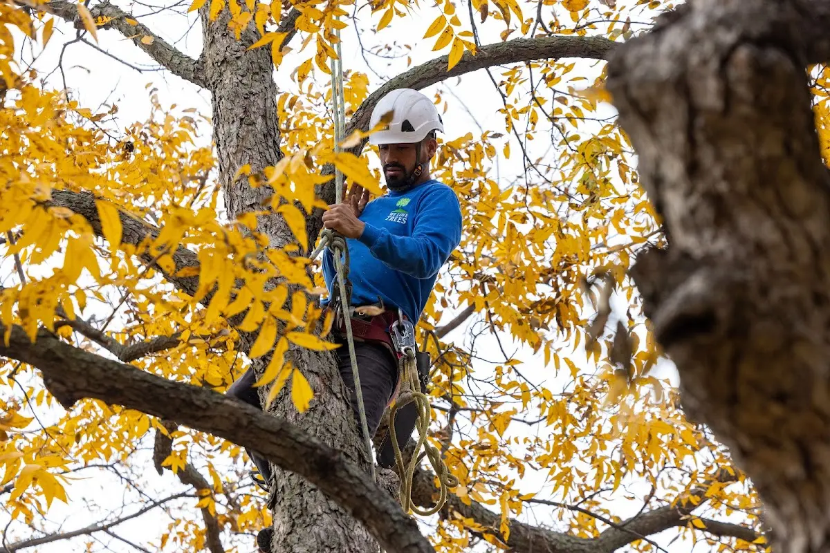 Skilled Tree Planing crew working in Littlerock